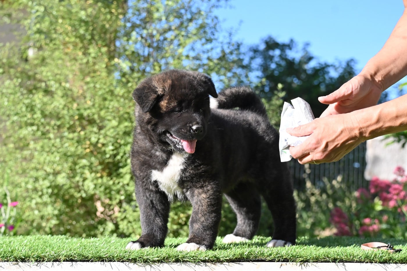 Chiot N°2
