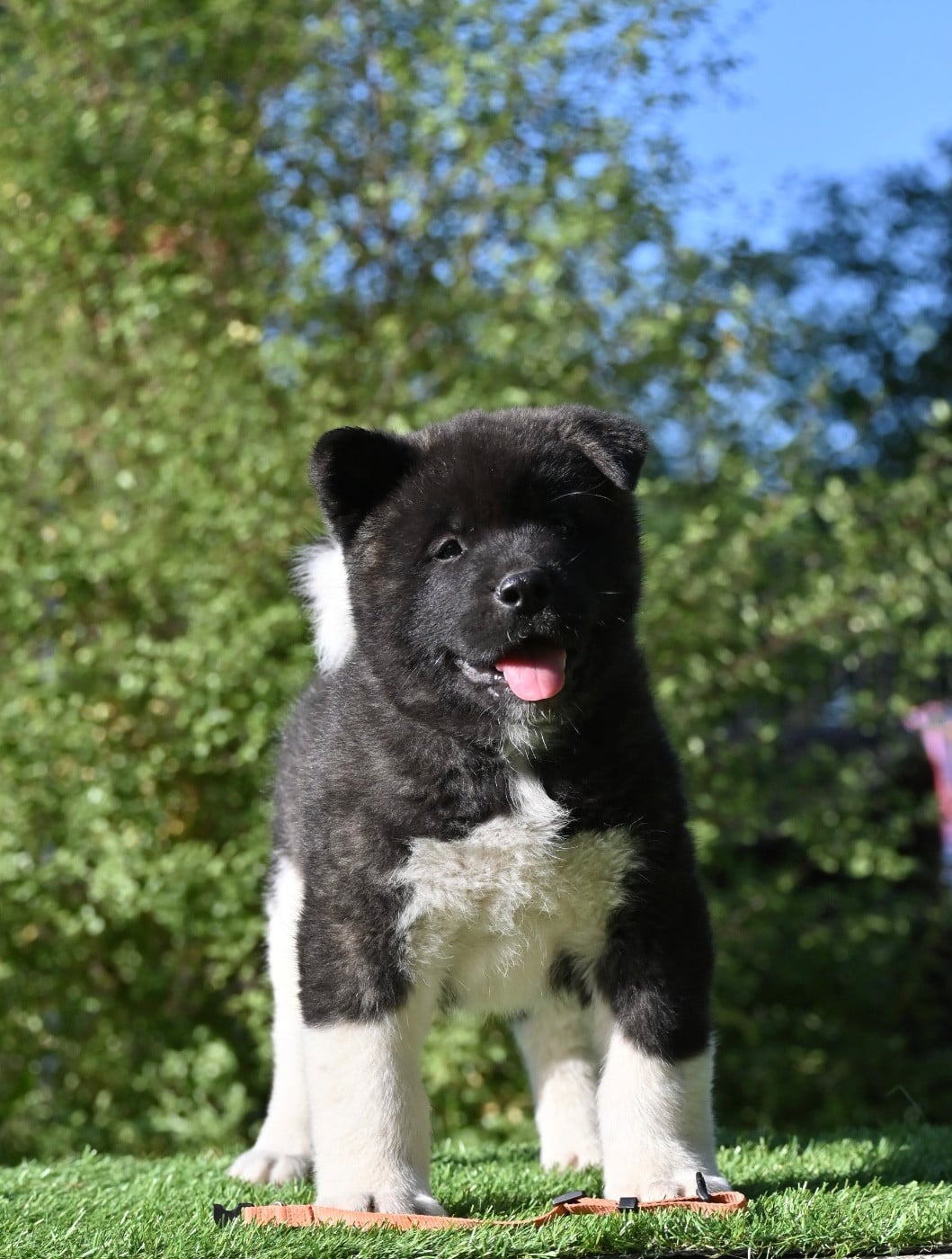 Black Sirius