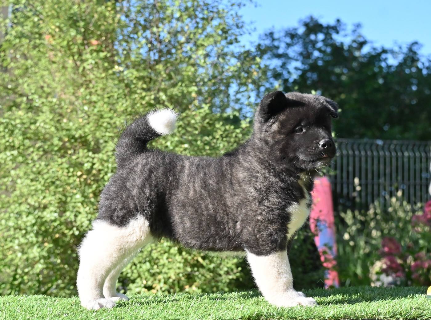 Black Sirius