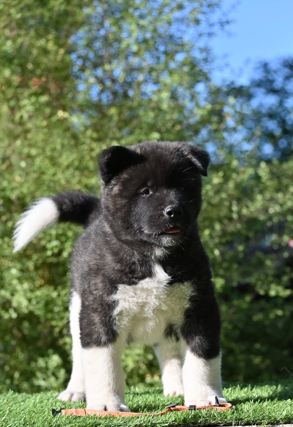 Black Sirius