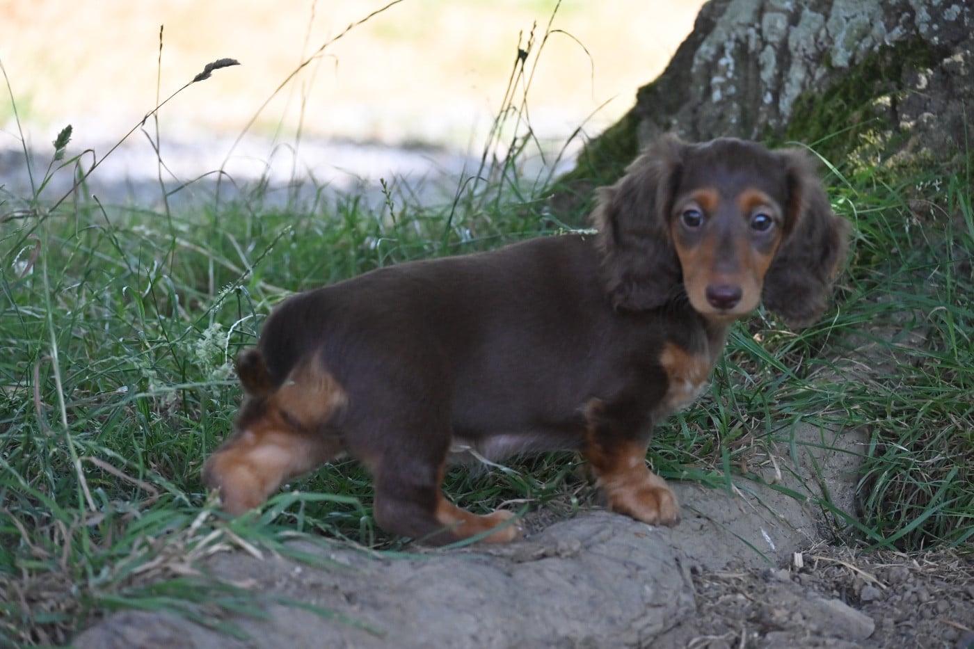 Femelle Nain Kaninchen chocolat