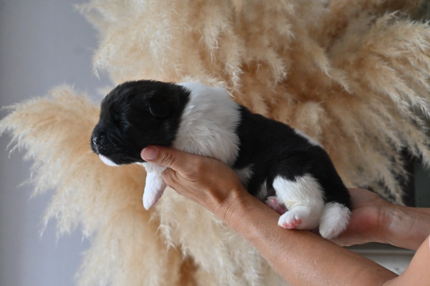 CHIOT 1 Poil long