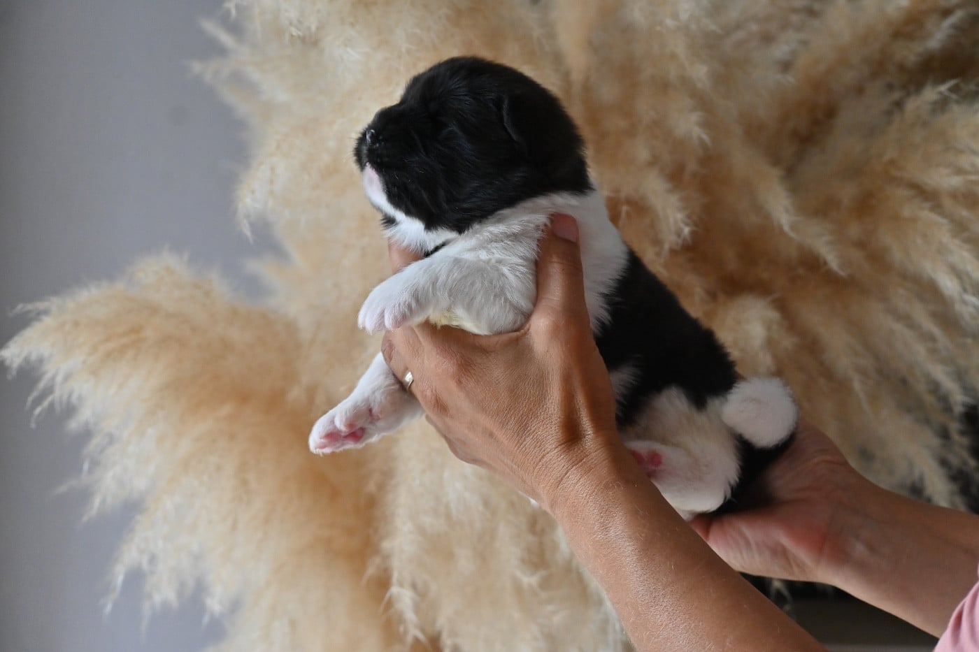 CHIOT 1 Poil long