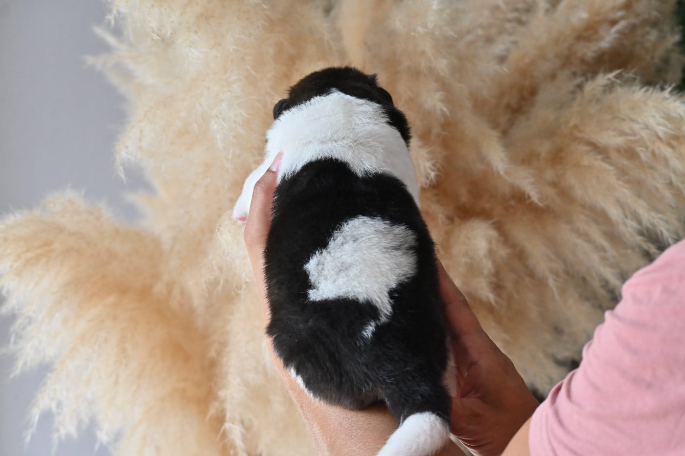 CHIOT 1 Poil long