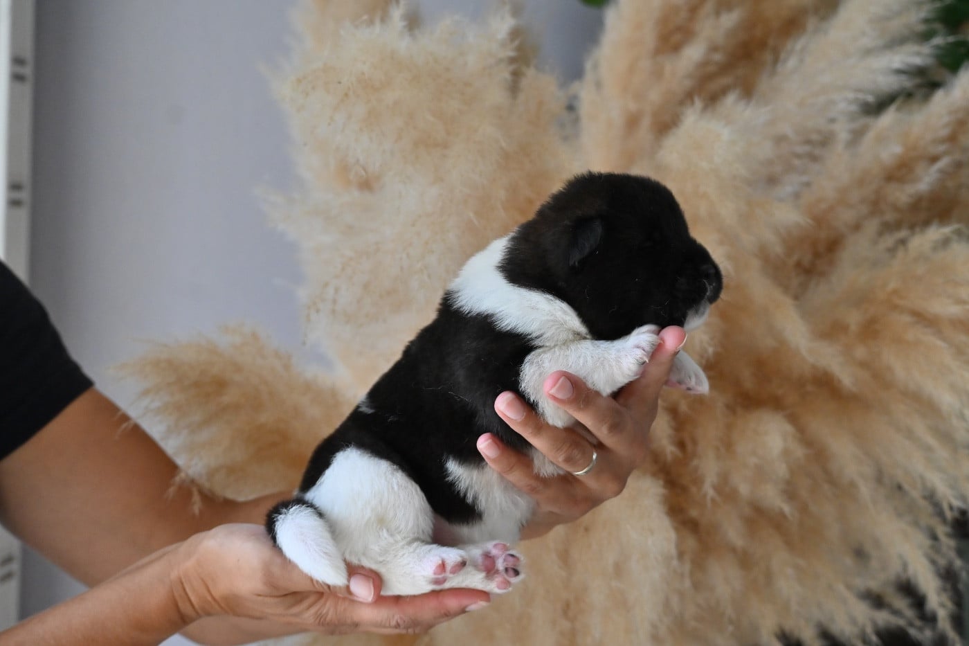 CHIOT 2