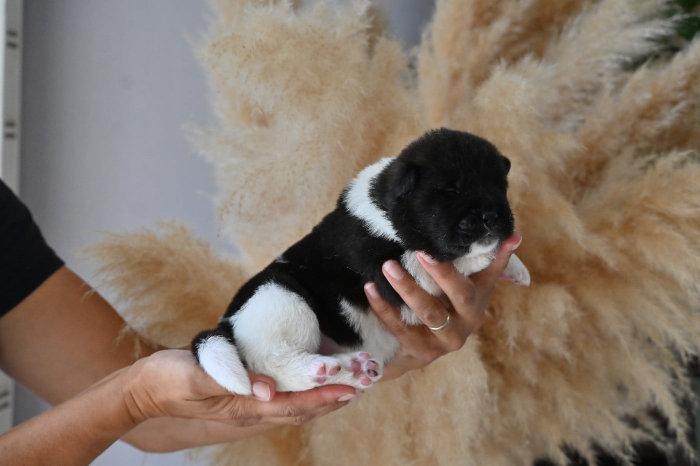 CHIOT 2