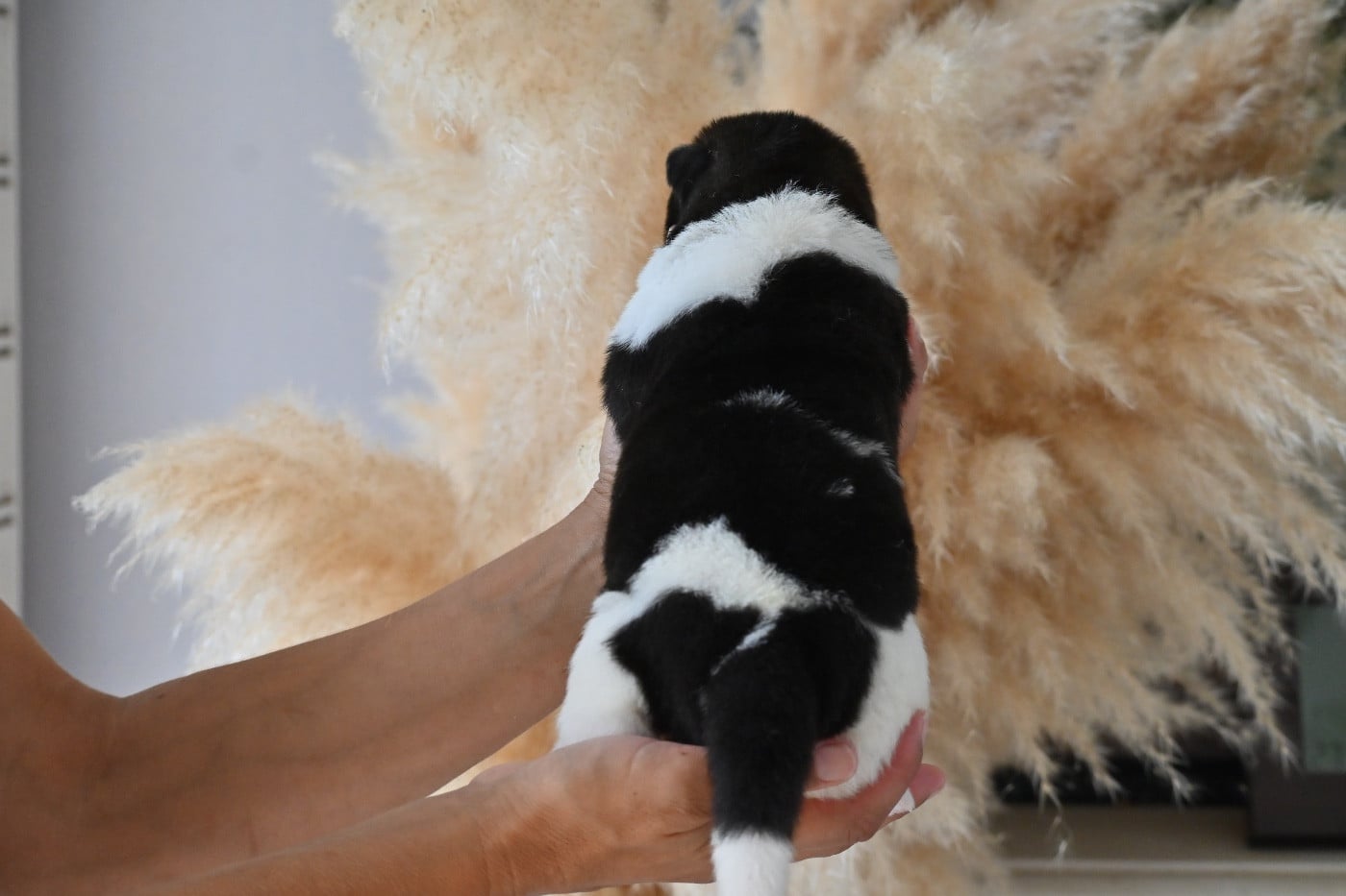 CHIOT 2