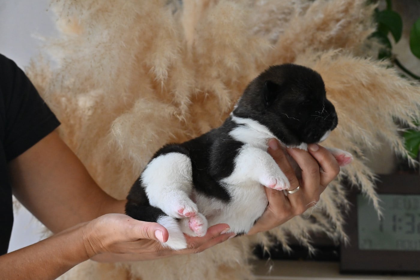 CHIOT 3