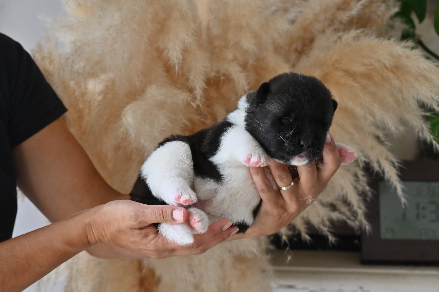 CHIOT 3