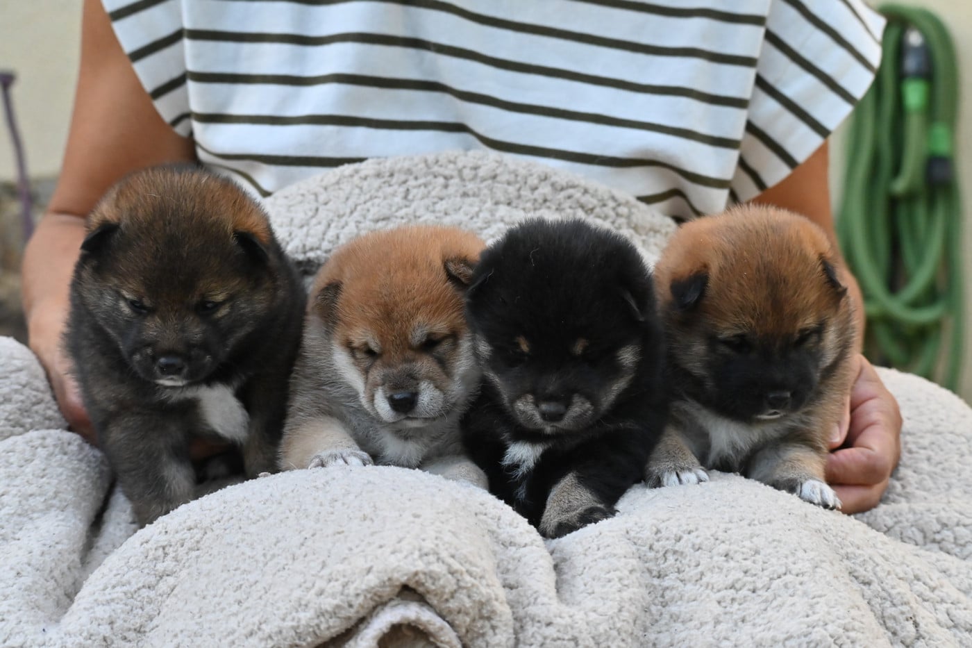 Shiba - Something Paint