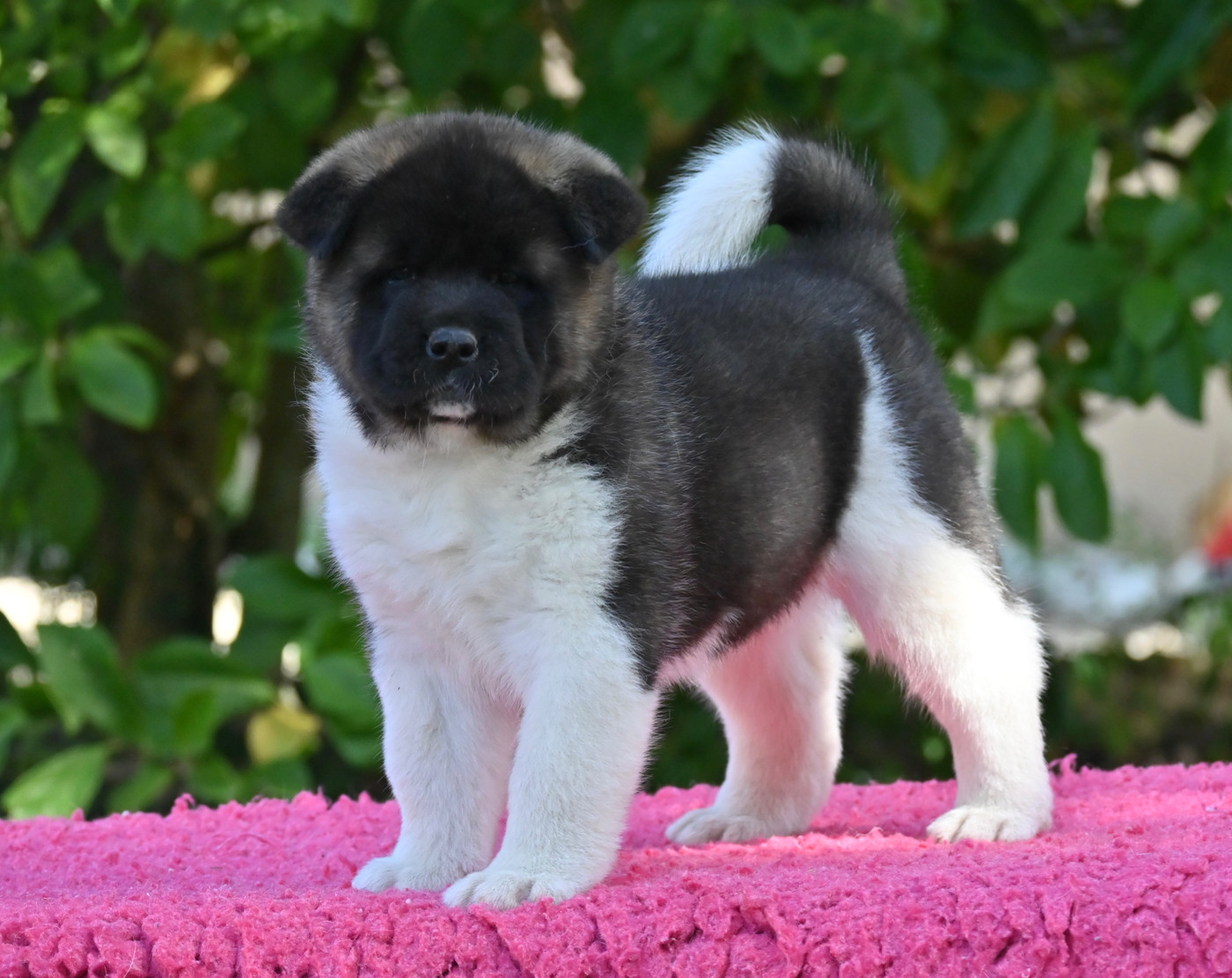 Akita americain - Something Paint