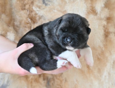 Les chiots de Akita americain