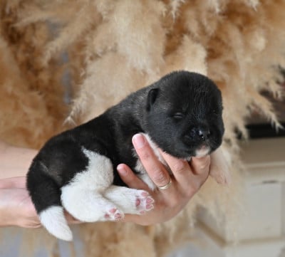 Les chiots de Akita americain