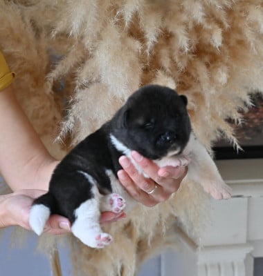 Les chiots de Akita americain