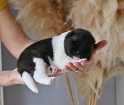 Les chiots de Akita americain