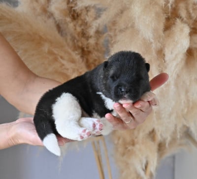 Les chiots de Akita americain