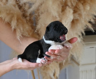 Les chiots de Akita americain