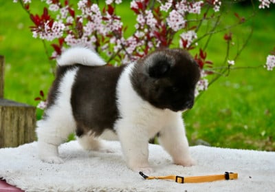 Les chiots de Akita americain