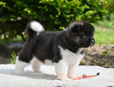 Les chiots de Akita americain