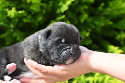 Les chiots de Akita americain