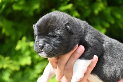 Les chiots de Akita americain