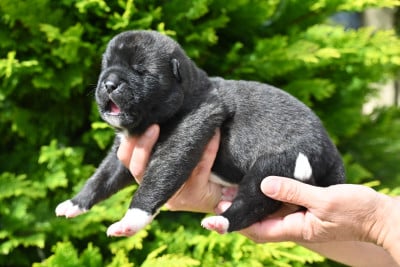 Les chiots de Akita americain