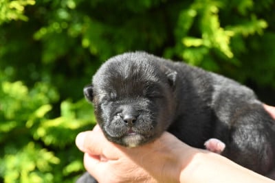 Les chiots de Akita americain