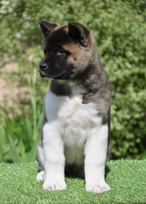 Les chiots de Akita americain