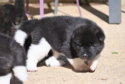 Les chiots de Akita americain