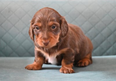 Les chiots de Teckel poil long