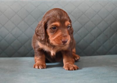 Les chiots de Teckel poil long