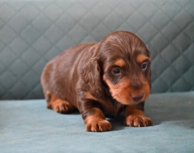 Les chiots de Teckel poil long