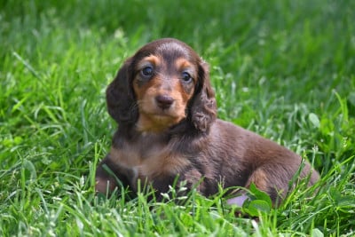 Les chiots de Teckel poil long