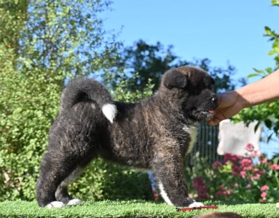 Les chiots de Akita americain