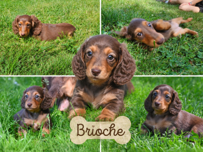 Les chiots de Teckel poil long