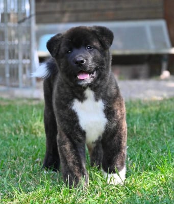 Les chiots de Akita americain