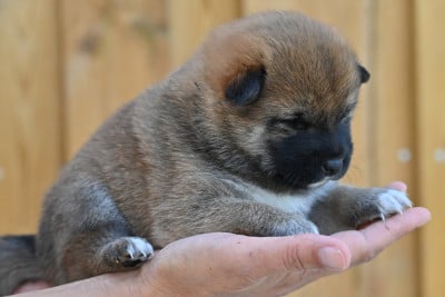 Les chiots de Shiba