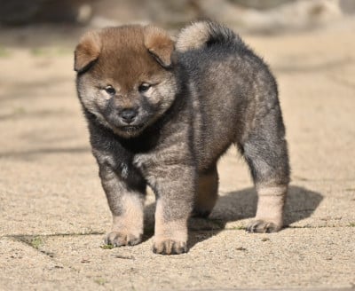 Les chiots de Shiba