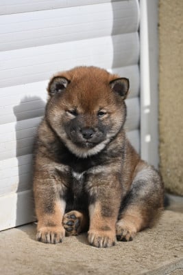 Les chiots de Shiba