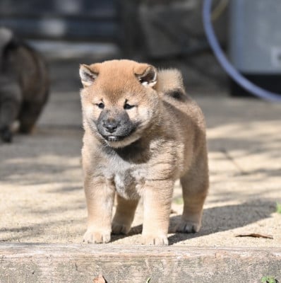 Les chiots de Shiba