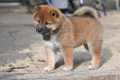 Les chiots de Shiba