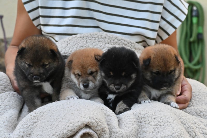 Shiba - Something Paint
