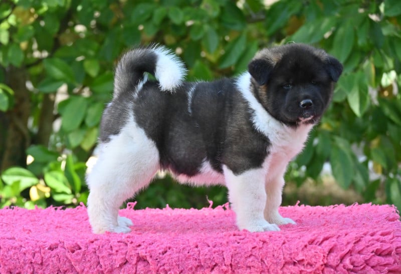 Akita americain - Something Paint