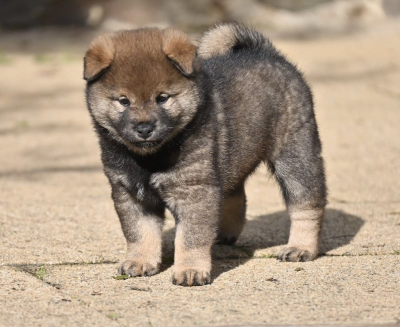 Shiba - Something Paint
