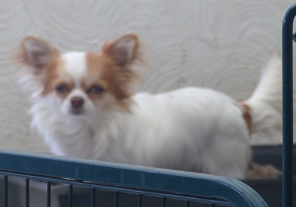 Publication : el mondo de gremlins Auteur : Knubben Marjon