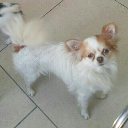 Publication : el mondo de gremlins Auteur : Knubben Marjon