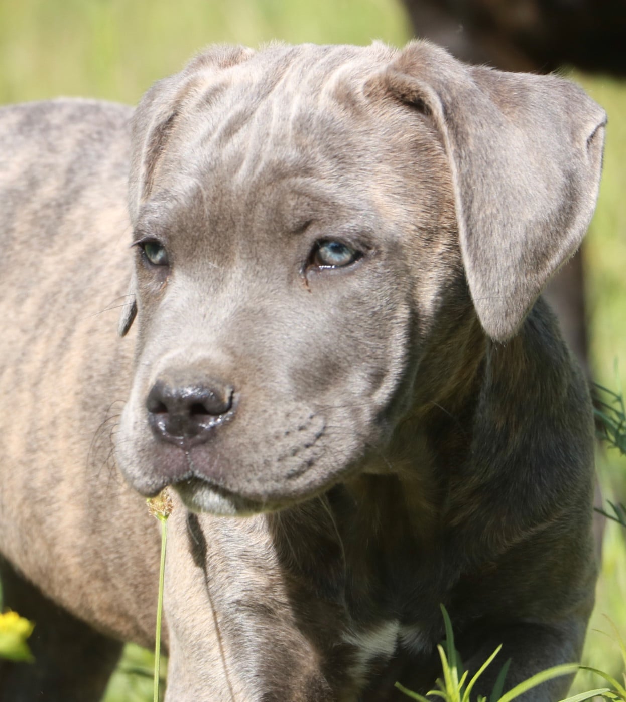 BLUEBELLE