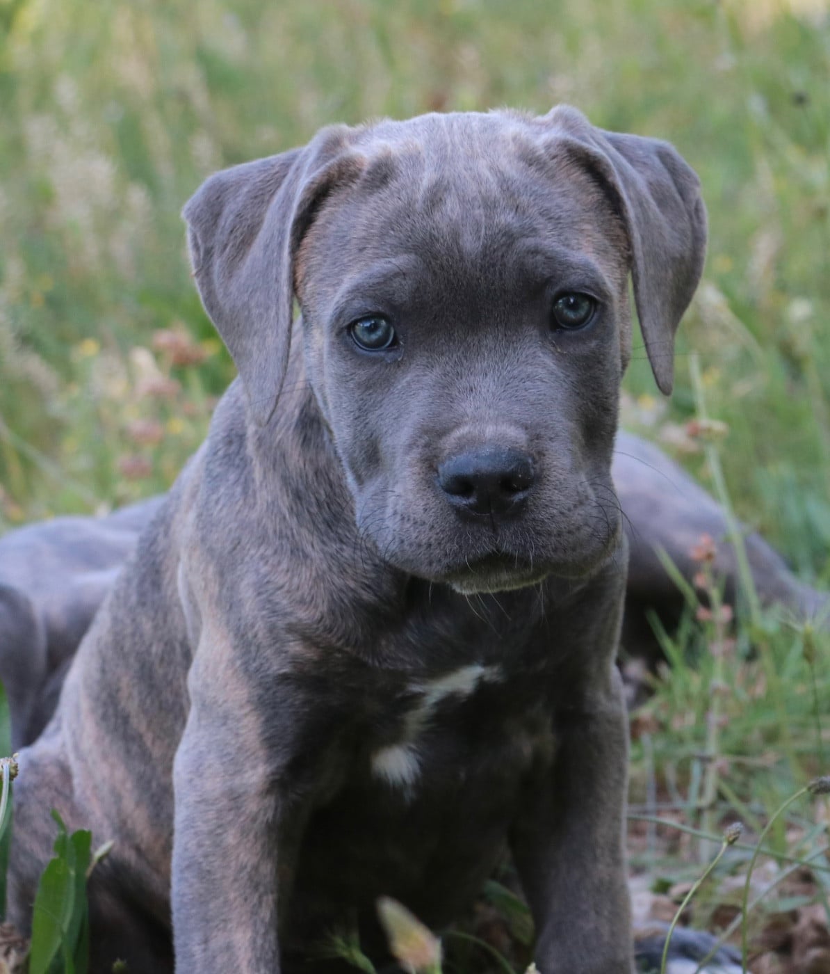 BLUEBELLE