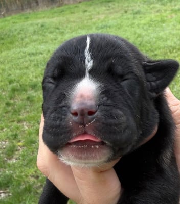 BILLY BOSS - Cane Corso