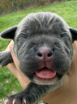 BLUEBELLE - Cane Corso